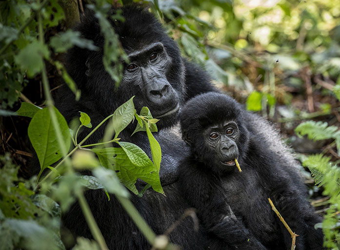 Daniza Tours & Safaris