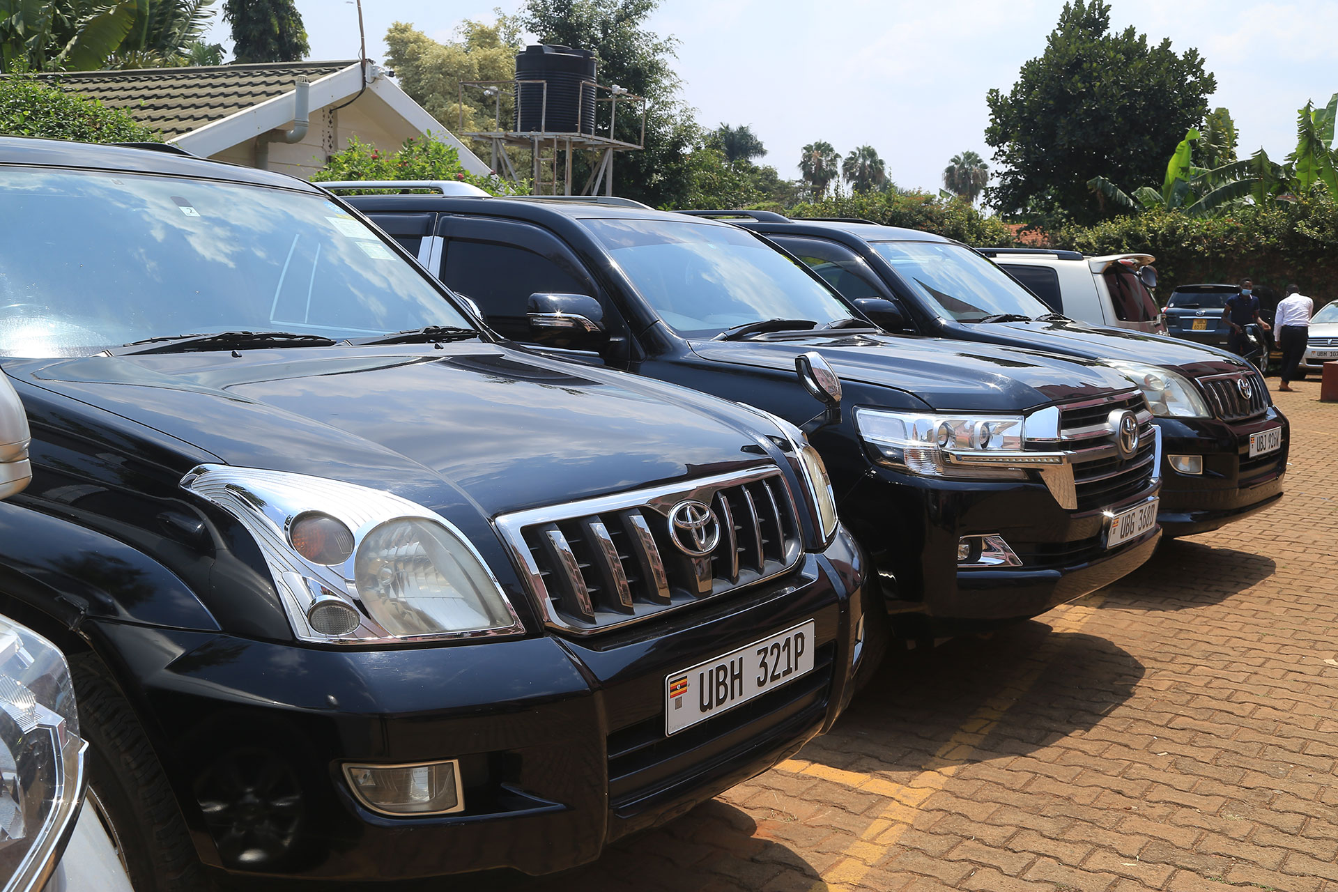 Daniza fleet