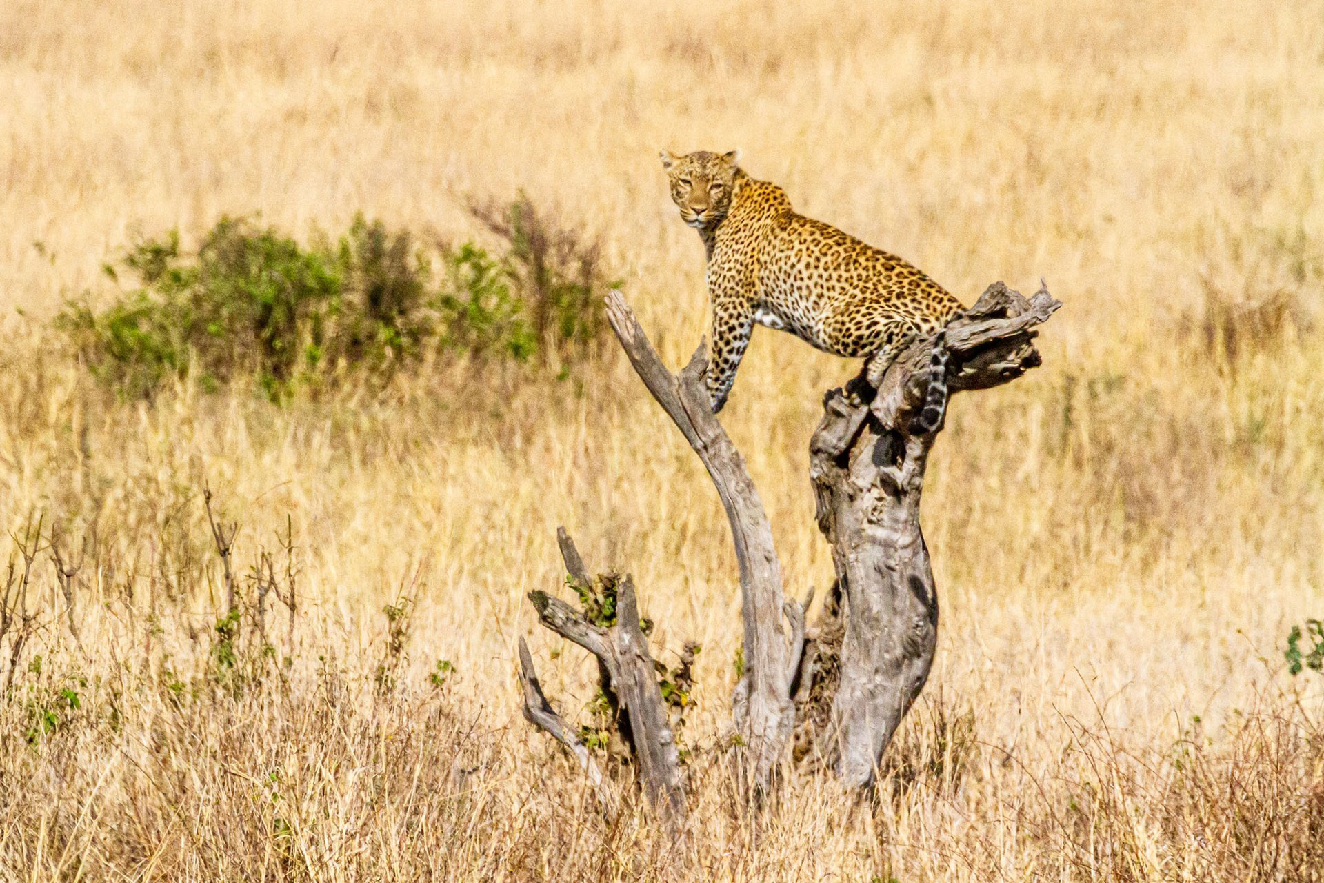 Kidepo Valley National Park