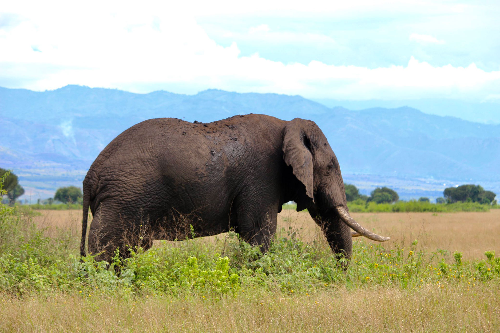 Queen Elizabeth National Park
