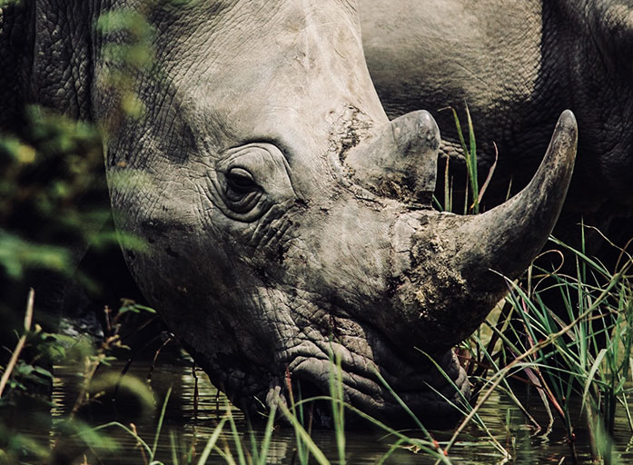 Queen Elizabeth National Park