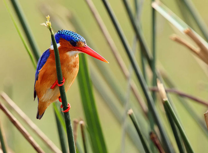 Birding tours