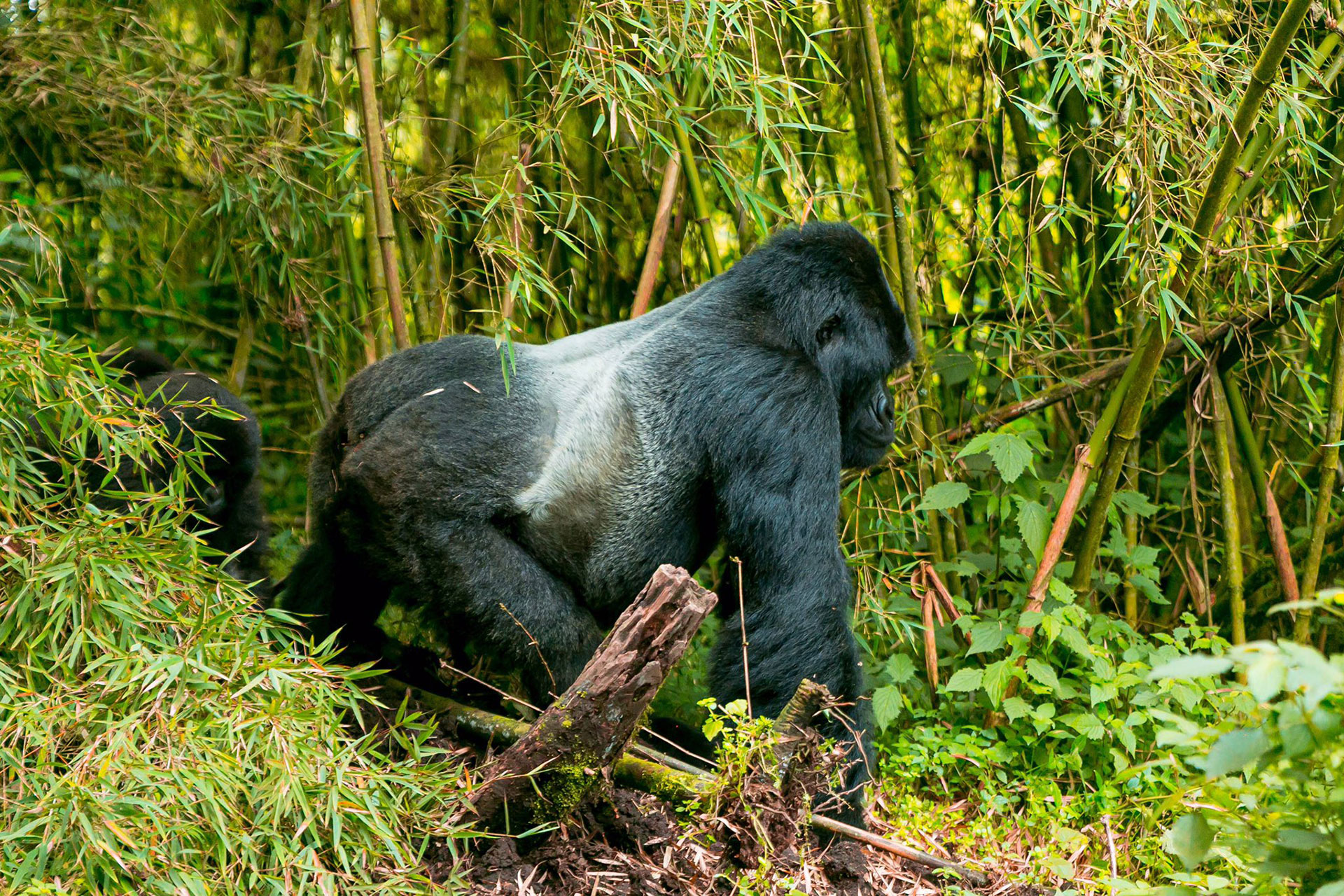 Primate tours