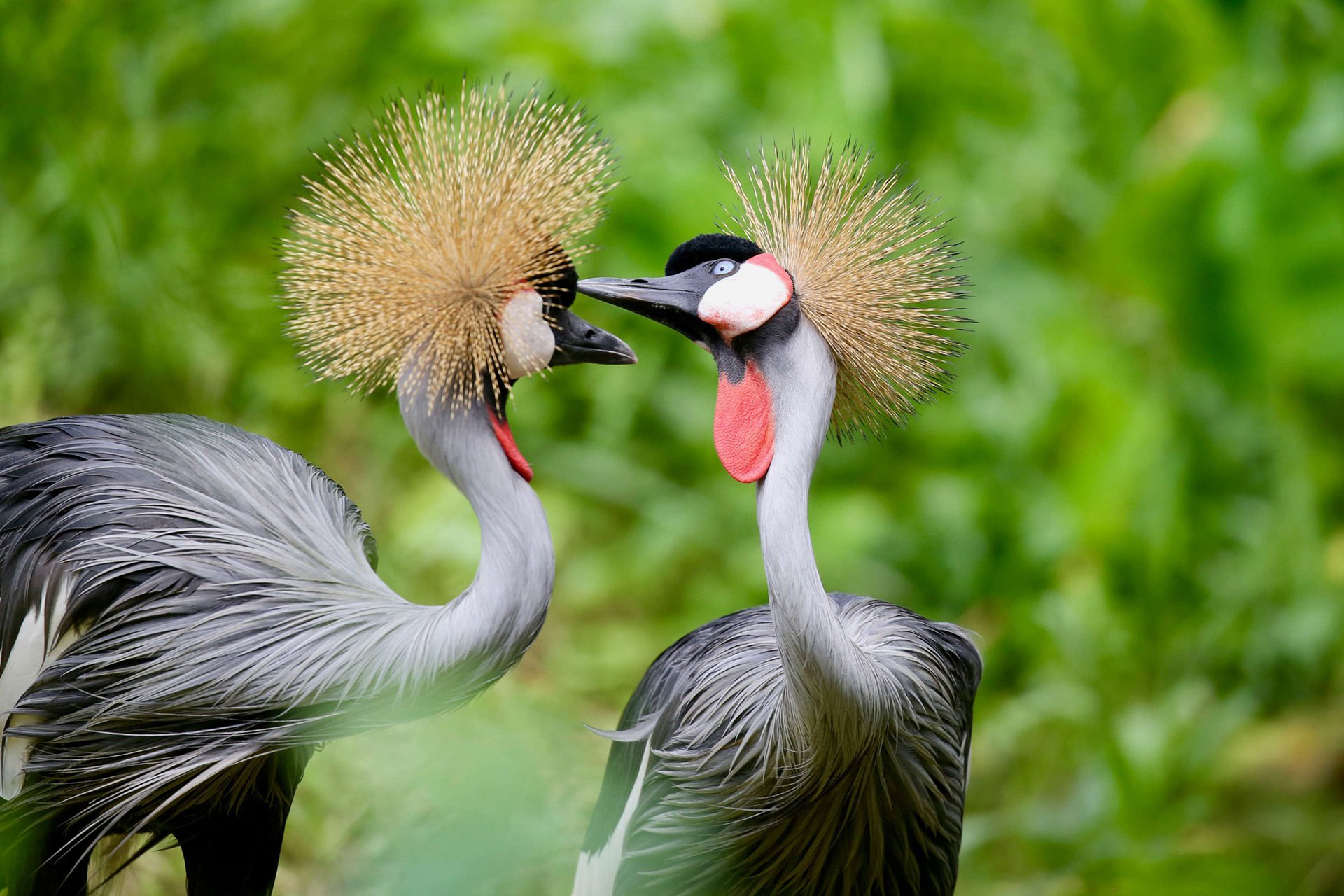 Uganda