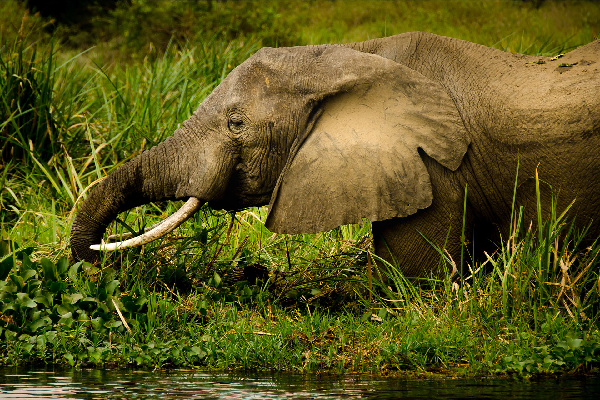 Queen Elizabeth National Park