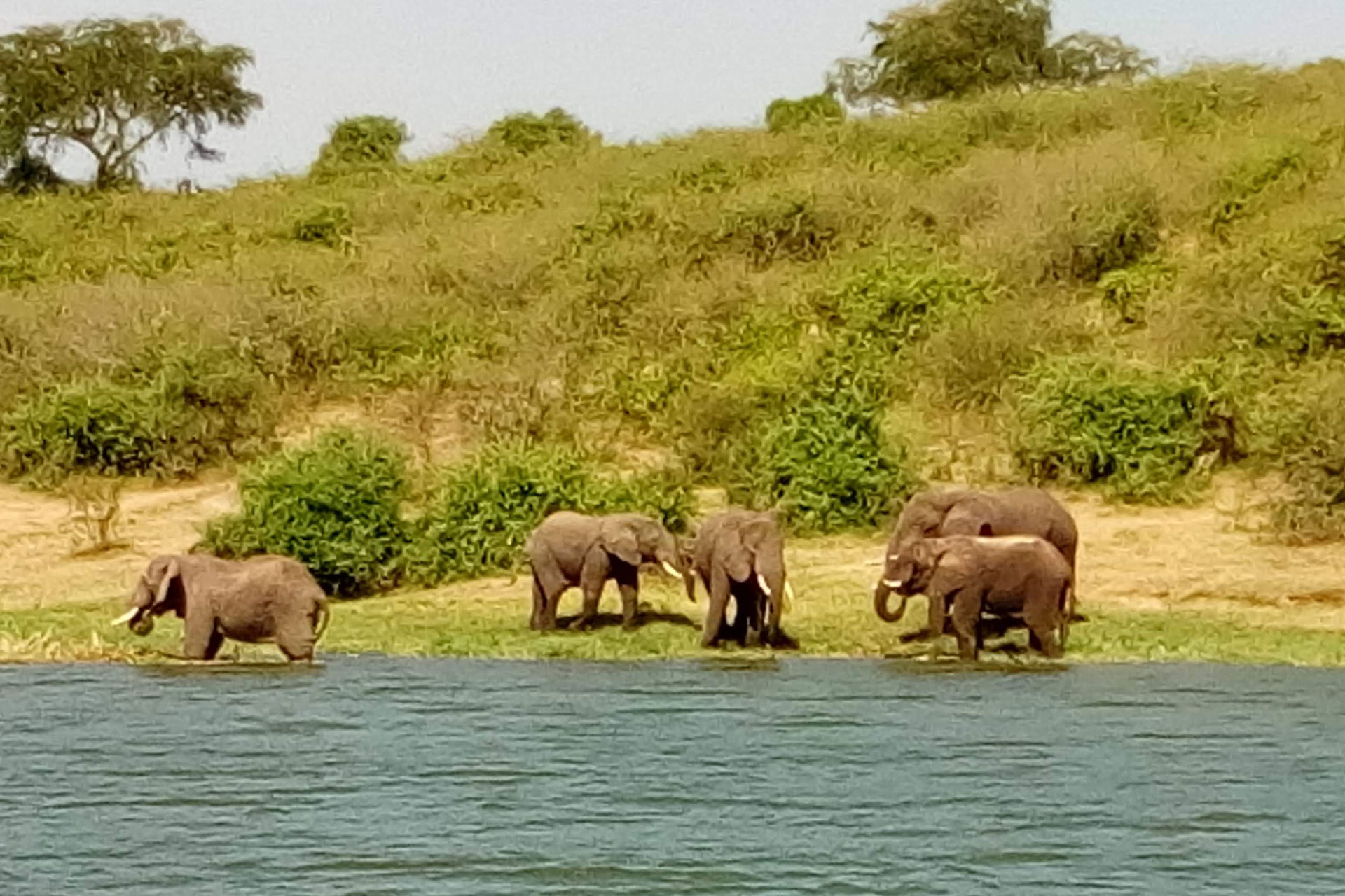 Elephants