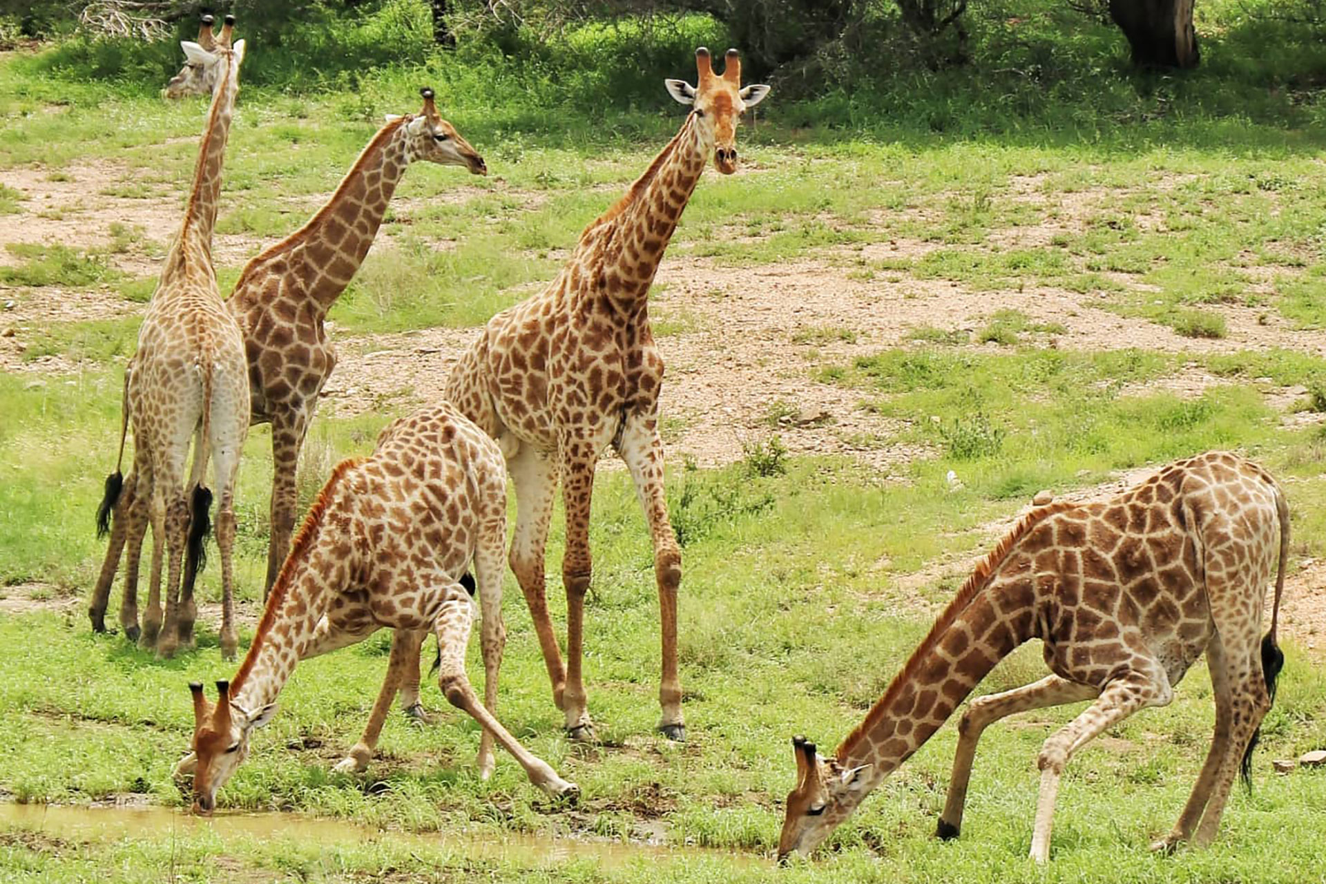 Tour and Travel Giraffe