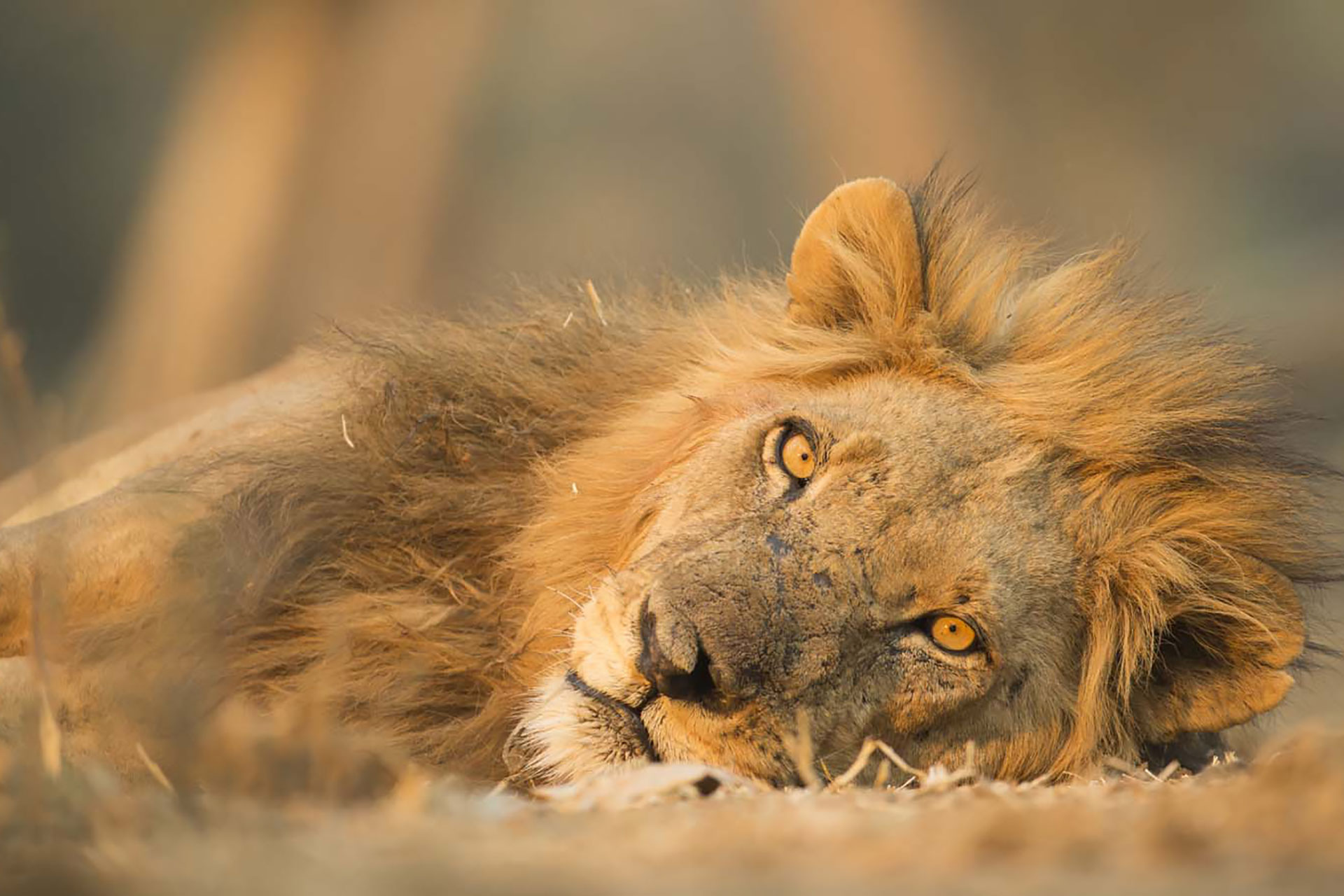 Tour and Travel Lion