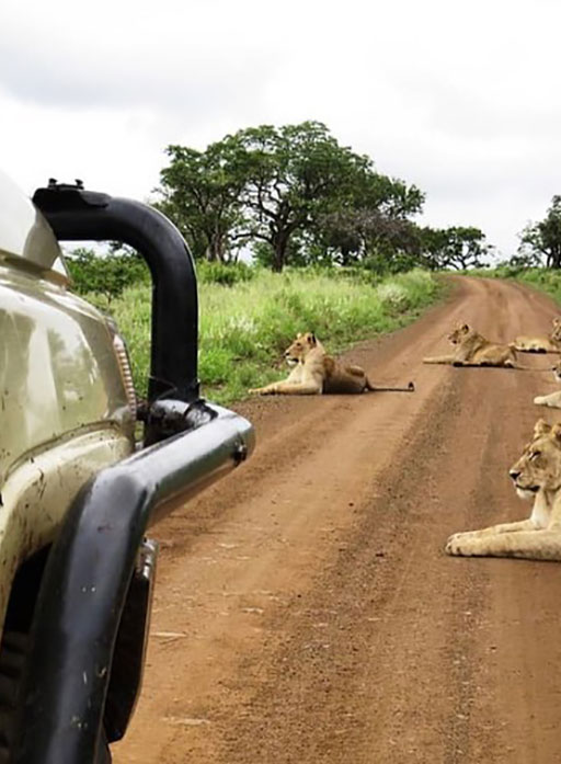 Game drive