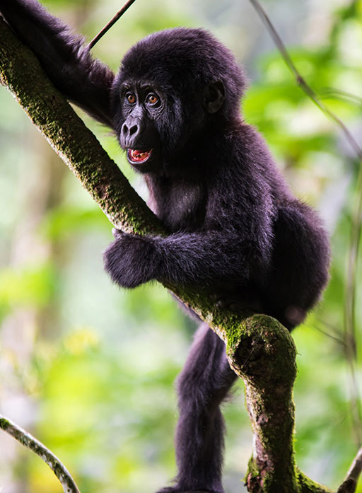 Primate tours